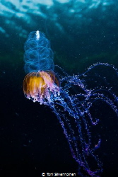 Jellyfish. Kongsfjord, Arctic Norway. by Toni Silvennoinen 